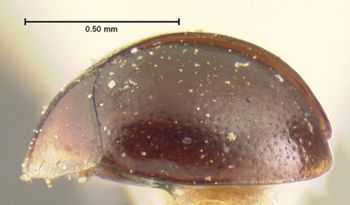Media type: image;   Entomology 6669 Aspect: habitus lateral view